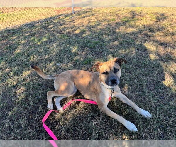 Medium Photo #1 Black Mouth Cur-Unknown Mix Puppy For Sale in Ocala, FL, USA