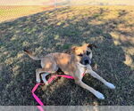 Small Black Mouth Cur Mix