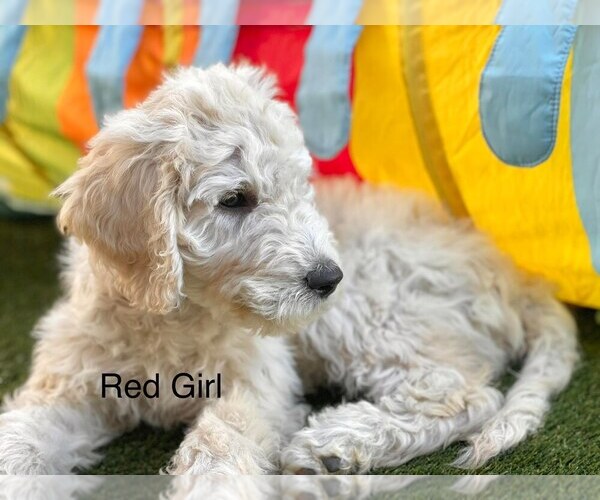 Full screen Photo #2 Goldendoodle-Poodle (Standard) Mix Puppy For Sale in CITRUS HEIGHTS, CA, USA
