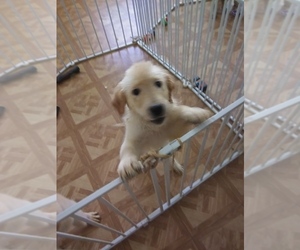 Golden Retriever Puppy for sale in PEORIA, AZ, USA