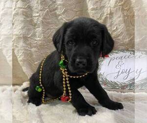 Golden Labrador Puppy for sale in DRY RUN, PA, USA