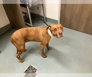 Mutt Dogs for adoption in Baytown, TX, USA