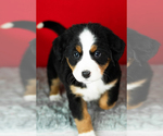 Small Photo #19 Bernese Mountain Dog Puppy For Sale in MILLERSBURG, IN, USA