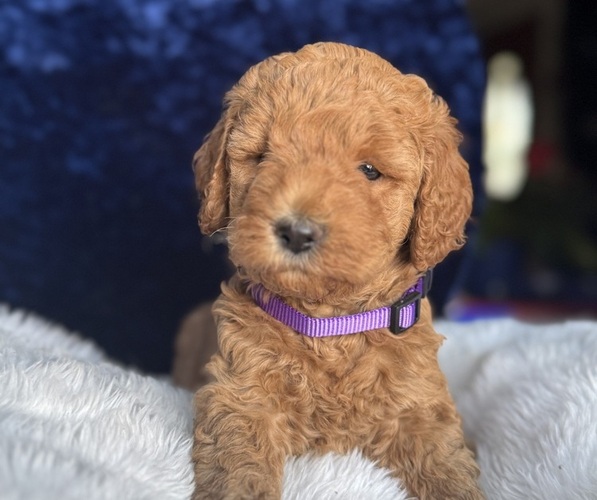 Medium Photo #35 Goldendoodle (Miniature) Puppy For Sale in SAN FERNANDO, CA, USA