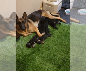 Mother of the German Shepherd Dog puppies born on 09/28/2021