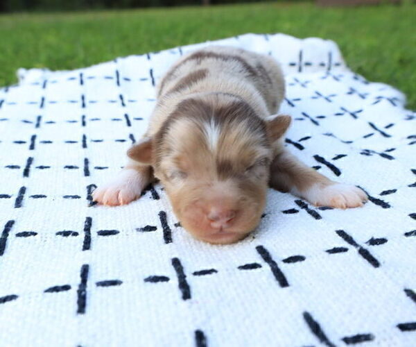 Medium Photo #23 Miniature Australian Shepherd Puppy For Sale in DAWSON, GA, USA