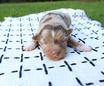 Small #6 Miniature Australian Shepherd