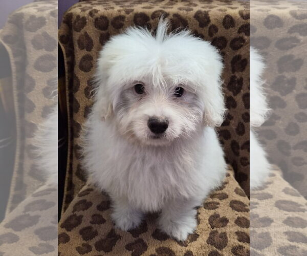 Medium Photo #1 Colonial Cocker Spaniel-Poodle (Miniature) Mix Puppy For Sale in Phelan, CA, USA