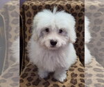 Small Colonial Cocker Spaniel-Poodle (Miniature) Mix