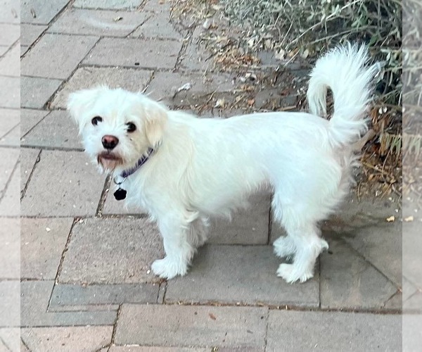 Medium Photo #4 Border Terrier Puppy For Sale in Menifee, CA, USA