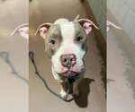Small #11 American Pit Bull Terrier Mix