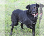 Small #2 Chihuahua-Colonial Cocker Spaniel Mix