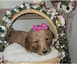 Small Photo #18 Goldendoodle mix (+ Poodle Standard) Puppy For Sale in JACKSBORO, TX, USA