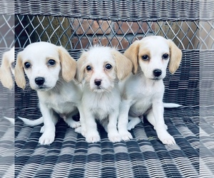 Beagle Puppy for Sale in CHESTERFIELD, Michigan USA