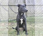 Small #3 Australian Kelpie