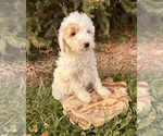 Small Goldendoodle (Miniature)