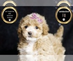 Small #5 Maltipoo