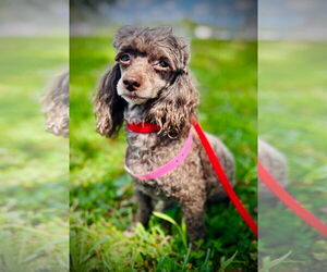 Poodle (Toy) Dogs for adoption in Pacolet, SC, USA