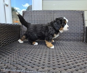 Bernese Mountain Dog Puppy for sale in ALPHARETTA, GA, USA