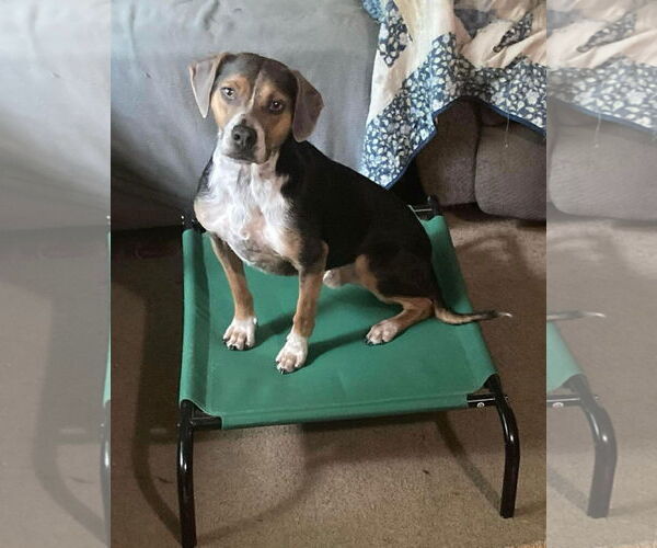 Medium Photo #4 Mountain Cur-Unknown Mix Puppy For Sale in Ridgefield, CT, USA