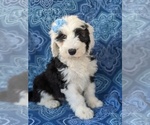 Small Photo #2 Sheepadoodle Puppy For Sale in PORT DEPOSIT, MD, USA