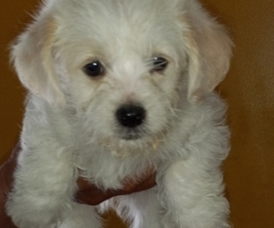 Maltipoo Puppy for sale in ELMONT, NY, USA