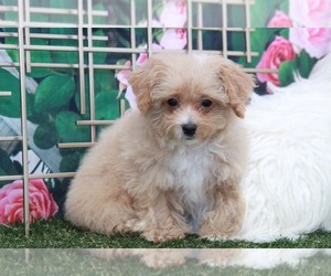 Poochon Puppy for sale in MARIETTA, GA, USA