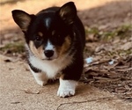 Small Photo #4 Cardigan Welsh Corgi Puppy For Sale in ROCKDALE, TX, USA