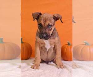 Hendrix 26/792 - Male American Pit Bull Terrier-Unknown Mix Dog for Adoption - Photo #5