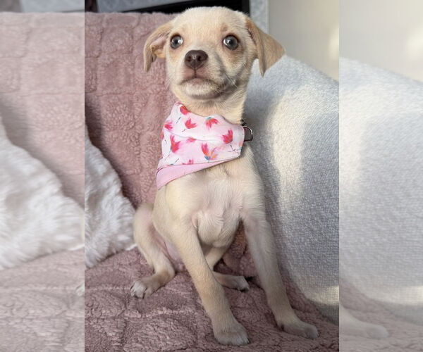 Medium Photo #2 Chihuahua-Unknown Mix Puppy For Sale in Clarkston, MI, USA