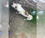 Small American Pit Bull Terrier