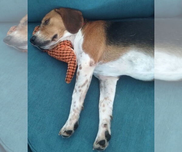 Medium Photo #5 Beagle Puppy For Sale in Dunnellon, FL, USA
