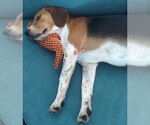 Small #4 Beagle