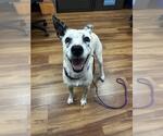 Small American Pit Bull Terrier Mix