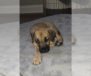 American Pit Bull Terrier-Unknown Mix Dogs for adoption in Germantown, OH, USA