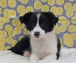 Small Photo #2 Border Collie Puppy For Sale in BLAKESBURG, IA, USA