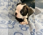 Small Photo #3 Faux Frenchbo Bulldog Puppy For Sale in FT MYERS, FL, USA