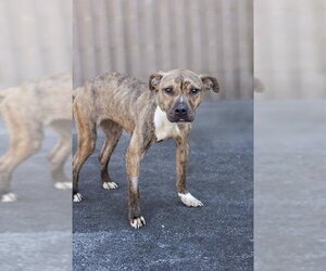 Mutt Dogs for adoption in Belleville, IL, USA