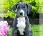 Small #3 Great Dane