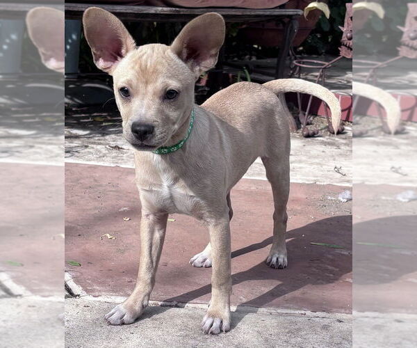 Medium Photo #4 Chihuahua-Rhodesian Ridgeback Mix Puppy For Sale in San Bernardino, CA, USA