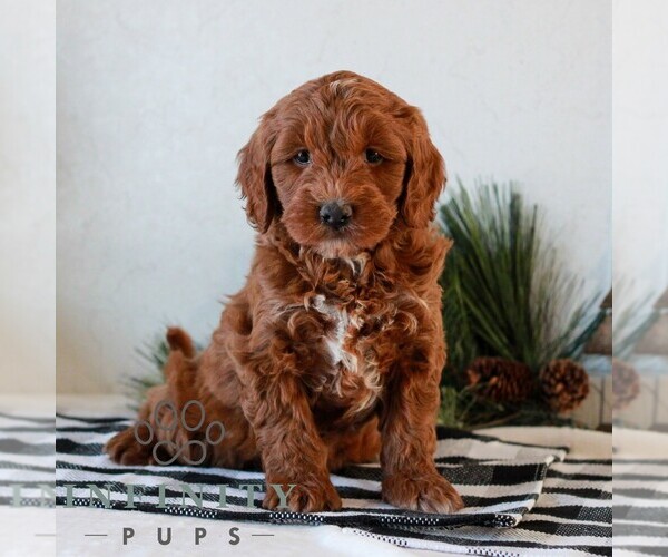 Medium Photo #1 Goldendoodle (Miniature) Puppy For Sale in LITITZ, PA, USA
