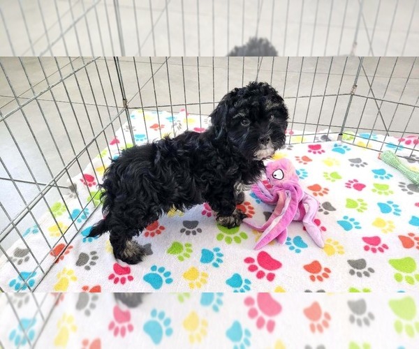 Medium Photo #4 Havanese Puppy For Sale in ORO VALLEY, AZ, USA