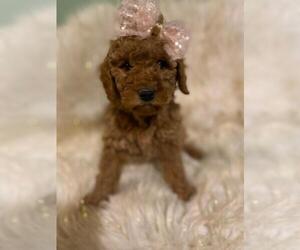 Goldendoodle-Poodle (Miniature) Mix Puppy for sale in INDIANAPOLIS, IN, USA