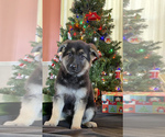 Small Photo #1 German Shepherd Dog Puppy For Sale in RISING SUN, IN, USA