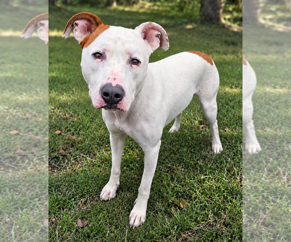 Medium Photo #1 American Pit Bull Terrier-American Staffordshire Terrier Mix Puppy For Sale in Westminster, MA, USA