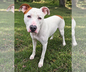 American Pit Bull Terrier-American Staffordshire Terrier Mix Dogs for adoption in Westminster, MA, USA