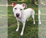 Small American Pit Bull Terrier-American Staffordshire Terrier Mix