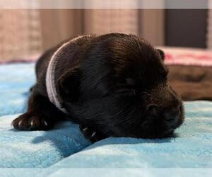Dachshund-Unknown Mix Dogs for adoption in San Antonio, TX, USA