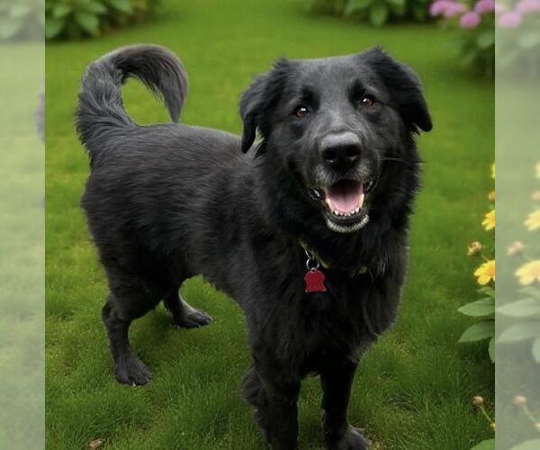 Medium Photo #4 Border Collie-Unknown Mix Puppy For Sale in San Diego, CA, USA