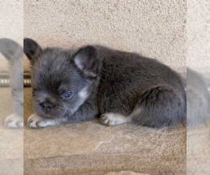 French Bulldog Puppy for sale in LAS VEGAS, NV, USA